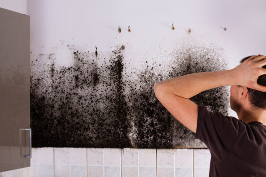 What to Expect From a Mold Inspection in Temecula, Murrieta, San Diego & Inland Empire?