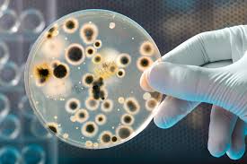 10 Common Causes of Mold in Temecula, Murrieta & Surrounding Areas